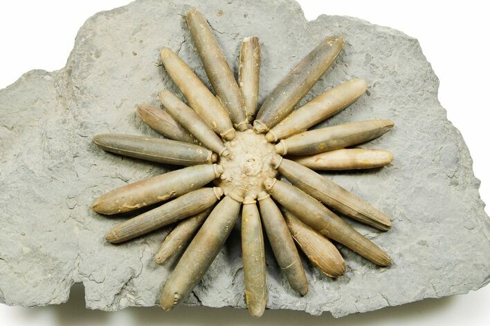 Jurassic Club Urchin (Asterocidaris) - Boulemane, Morocco #365362